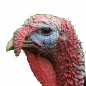 That fkn turkey